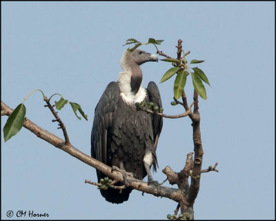 Corbett NP and area