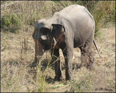 6882 Domestic Elephant.jpg