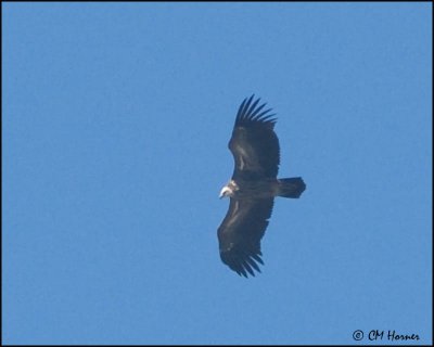 6952 Eurasian Griffon.jpg