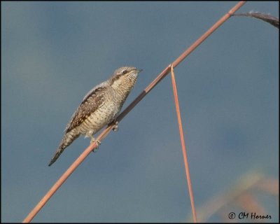 7049 Eurasian Wryneck.jpg