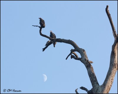 7130 Red-headed Vultures over the moon.jpg
