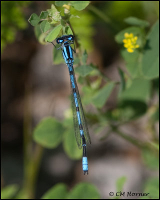 3456 Bluet sp.jpg