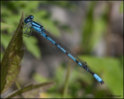 3466 Bluet sp.jpg