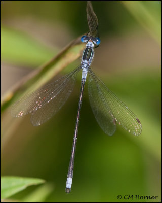 3517 Northern Spreadwing male.jpg