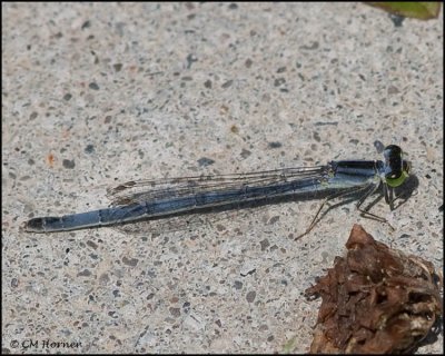 3578 Eastern Forktail mature female.jpg