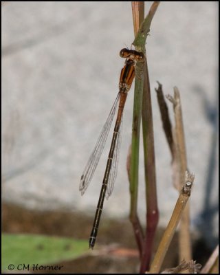 3586 Eastern Forktail immature female.jpg