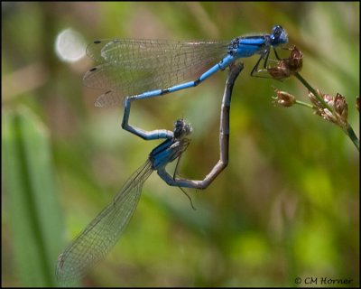 3634 Bluet sp pair.jpg