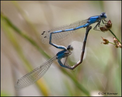 3636 Bluet sp pair.jpg