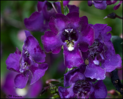 3711 Purple flower.jpg