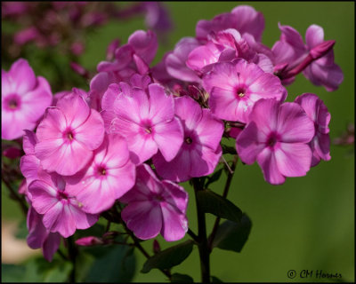 3735 Phlox.jpg