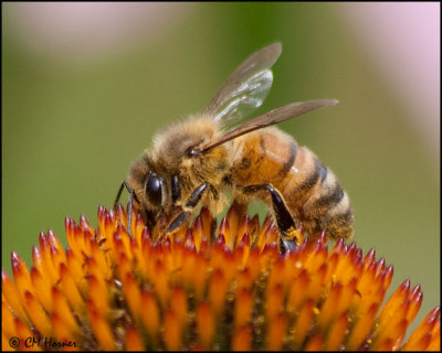 3764 Honey Bee.jpg