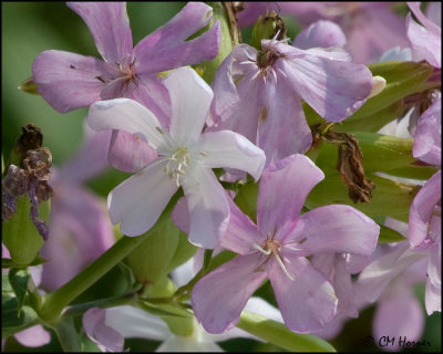 3806 Phlox sp?