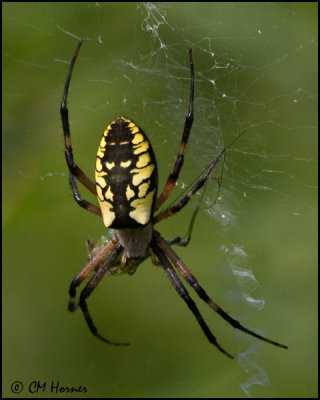3819 Black and Yellow Argiope Spider female.jpg