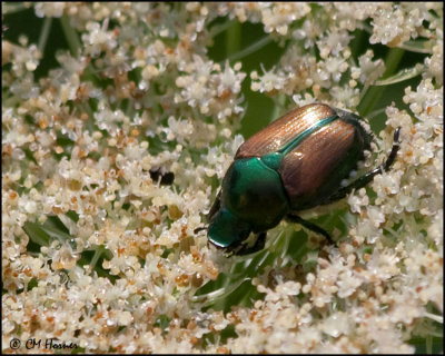 3836 Japanese Beetle.jpg