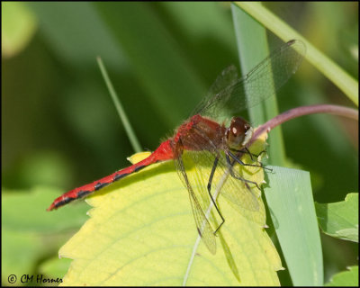 3849 White-faced Meadowhawk male.jpg