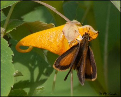 3860 Least Skipper on Jewelweed.jpg