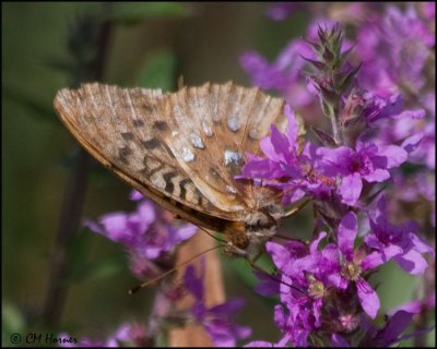 3963 Great Spangled Fritillary on Purple Loosetrife.jpg