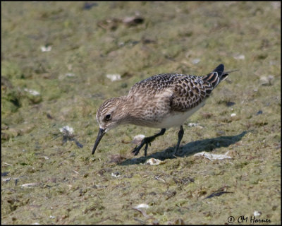 4074 Baird's Sandpiper.jpg