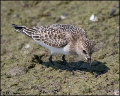 4094 Baird's Sandpiper.jpg