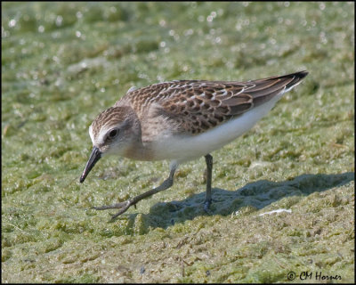 4114 Least Sandpiper.jpg