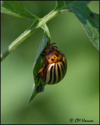 4139 Beetle id.jpg