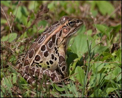 4148 Leopard Frog.jpg