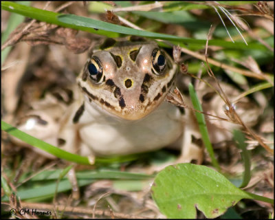 4153 Leopard Frog.jpg