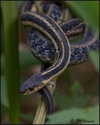 4205 Eastern Garter Snake.jpg