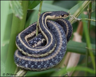 4214 Eastern Garter Snake.jpg