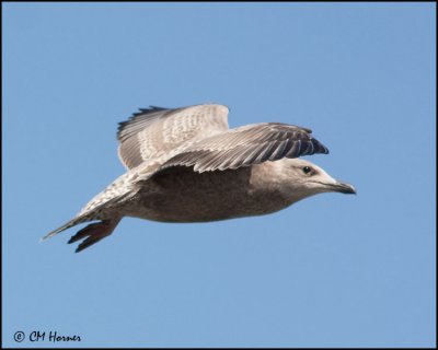 4240 Herring Gull 1st winter.jpg