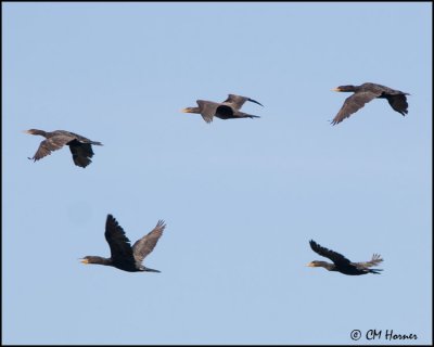 4275 Double-crested Cormorants.jpg