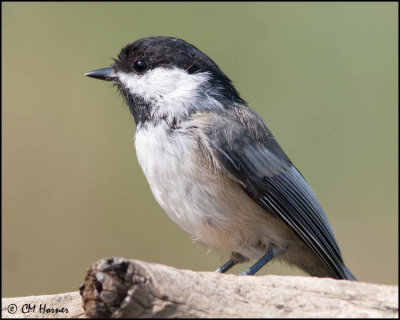 4285 Black-capped Chickadee.jpg