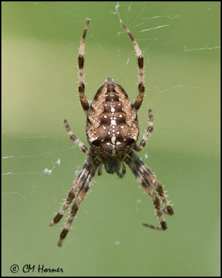 4301 Spider id.jpg