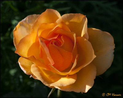 4386 Rose.jpg