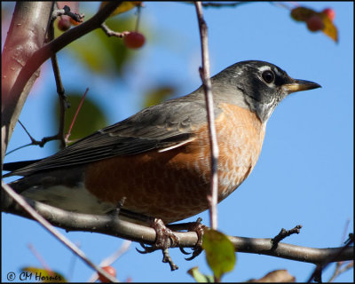 4407 American Robin.jpg