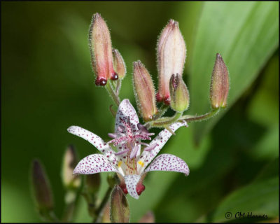 4448 Toad Lily.jpg