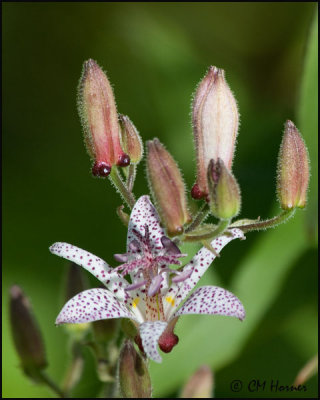 4449 Toad Lily.jpg