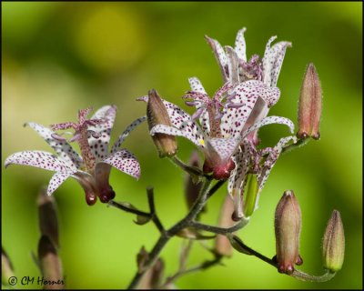 4452 Toad Lily.jpg