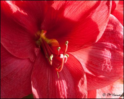 0064 Amaryllis.jpg