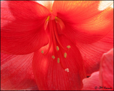 0066 Amaryllis.jpg