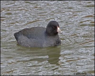 Rails, Gallinules and Coots