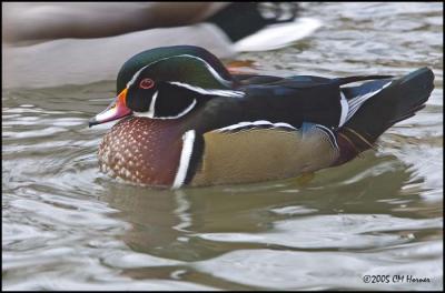 0404 Wood Duck drake.jpg