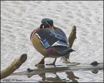 0420 Wood Duck drake.jpg