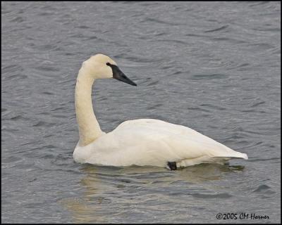 0449 Trumpeter Swan.jpg