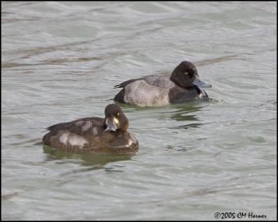 0467 Lesser Scaup pair.jpg