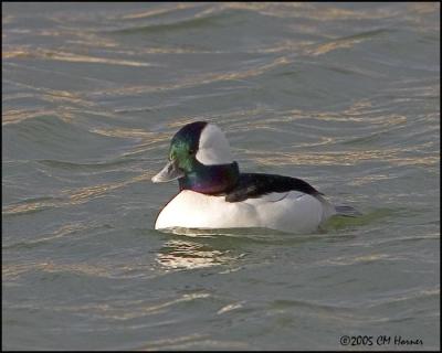 0482 Bufflehead drake.jpg