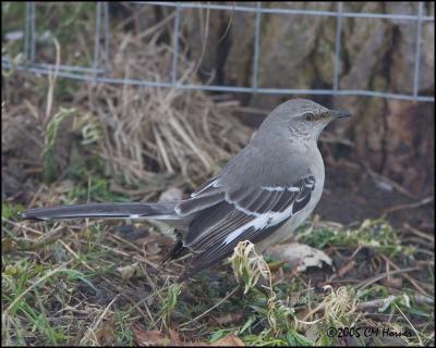 0564 Northern Mockingbird.jpg