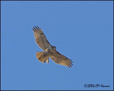 0681 Red-tailed Hawk.jpg