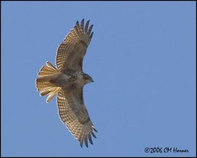 0684 Red-tailed Hawk.jpg