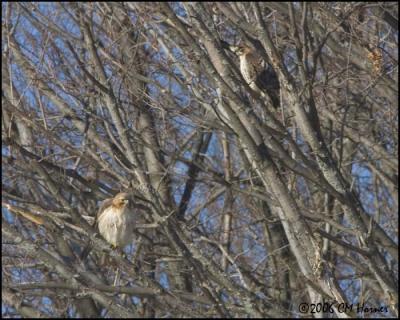 0698 Red-tailed Hawks.jpg